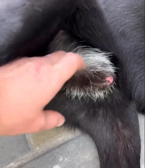 У тебя волына Барбос, мем оригинал